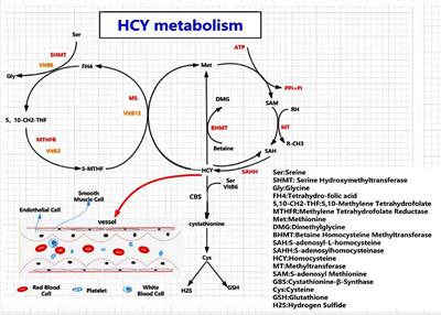 Endothelial Dysfunction and Hyperhomocysteinemia-Linked Cerebral Small Vessel Disease: Underlying Mechanisms and Treatment Timing